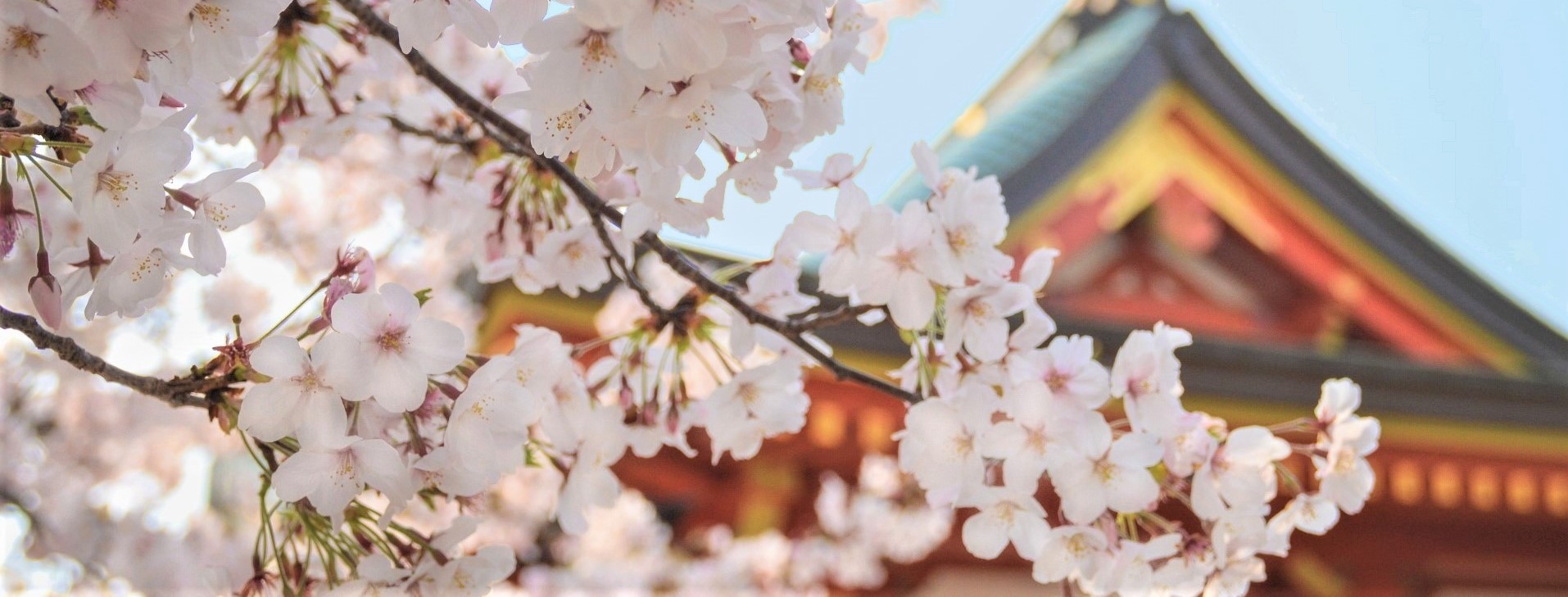 Cherry Blossom Tour - Japan